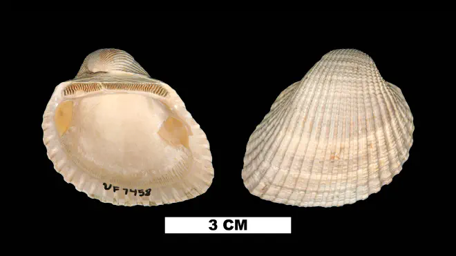 Photograph of Anadara idonea harveyensis (UF 7458).