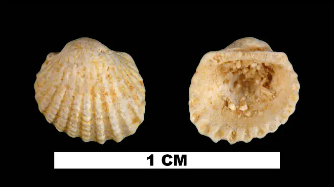 Photograph of Anadara initiator (UF 114181).