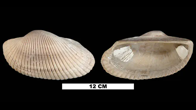 Photograph of Anadara lienosa (UF 155546).