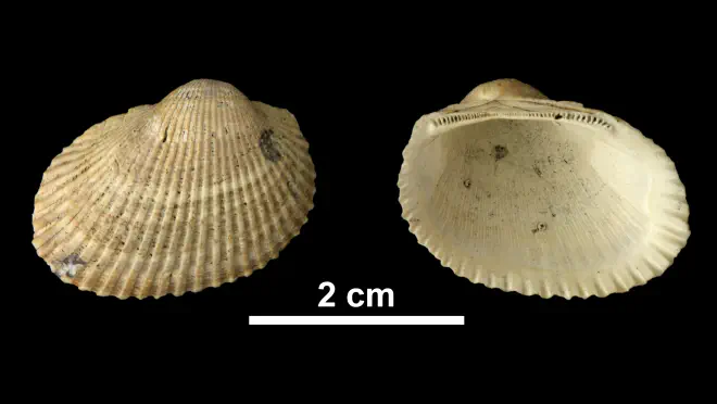 Photograph of Anadara aequicostata (PRI 69925)