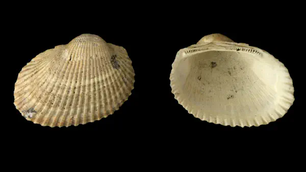 Anadara plicatura