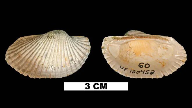 Photograph of Anadara propearesta (UF 120452).