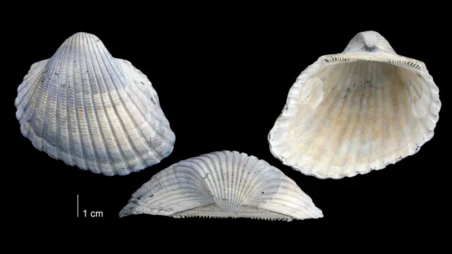 Photograph of Anadara scalarina (PRI 69693).