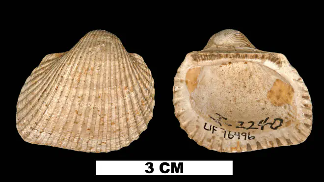 Photograph of Anadara waltonia (UF 76496).