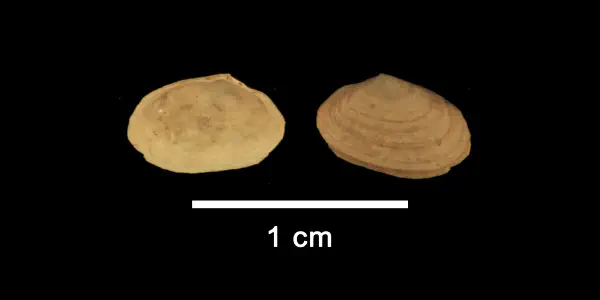 Angulus dupliniana