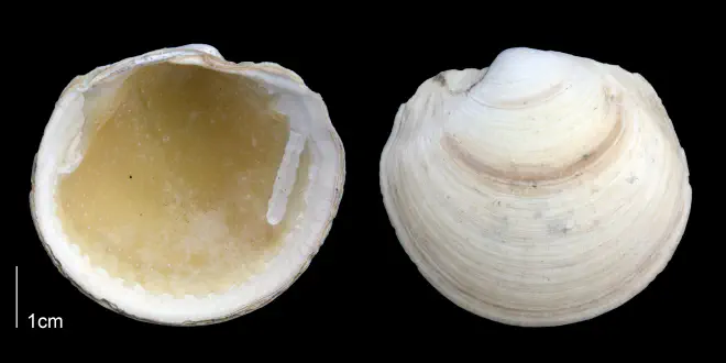 Anodontia alba from the Late Pliocene Tamiami Fm. (Pinecrest Beds) of Sarasota County, Florida (PRI 70123).