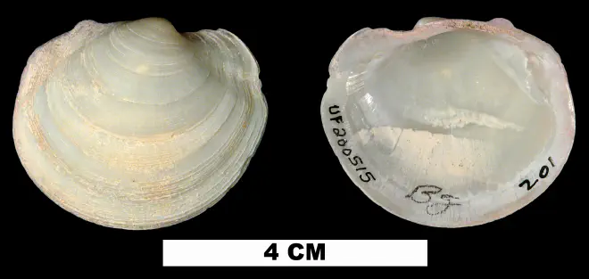 Anodontia alba from the Middle Pleistocene Bermont Fm. of Palm Beach County, Florida (UF 200515).
