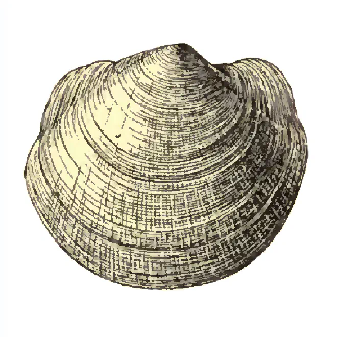 Specimen of Anodontia santarosana figured by Dall (1903, pl. 51, fig. 6); 39.0 mm in length.