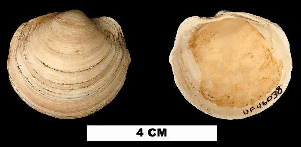 Anodontia santarosana