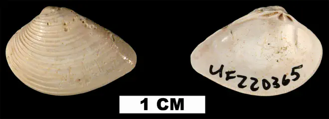 Anomalocardia cuneimeris from the Late Pleistocene (formation unknown) of Sarasota County, Florida (UF 220365).