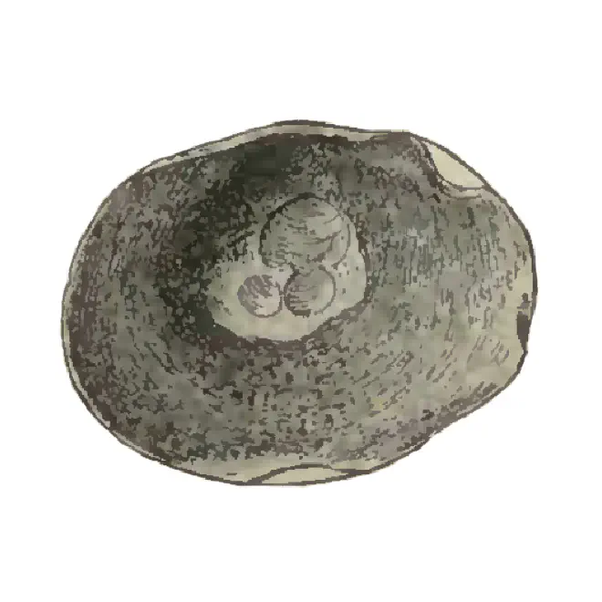 Specimen of Anomia microgrammata figured by Dall (1898 pl. 35, fig. 11); 22 mm in length.