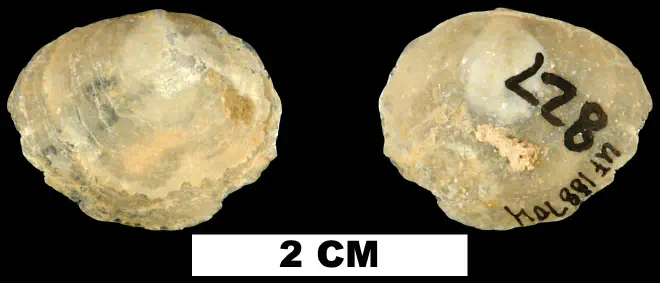 Anomia microgrammata from the Early Miocene Chipola Fm. of Calhoun County, Florida (UF 188704).