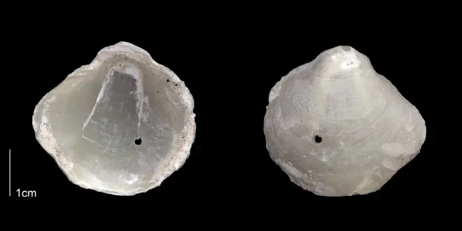 Anomia simplex from the upper Pliocene Tamiami Fm. (Pinecrest Beds) of Sarasota County, Florida (PRI 70162).