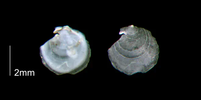 Anomia simplex from the lower Pleistocene Waccamaw Fm. of Brunswick County, North Carolina (PRI 70449-1).