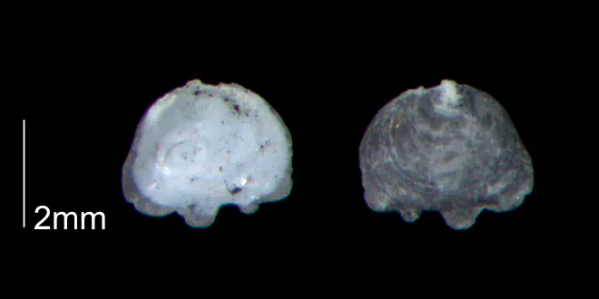 Anomia simplex from the lower Pleistocene Waccamaw Fm. of Brunswick County, North Carolina (PRI 70449-2).