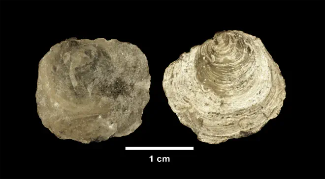 Anomia simplex from the upper Pliocene Yorktown Fm. of Isle of Wight County, Virginia (SDSM 139689).