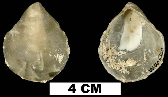 Anomia simplex from the lower Pleistocene Nashua Fm. of Putnam County, Florida (UF 203360).