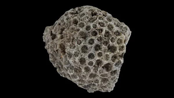 Antiguastrea cellulosa