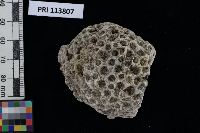 Photograph of Antiguastrea cellulosa from the XXXX Formation of XXXX (PRI 113807, view 1).