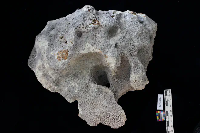 Photograph of Antiguastrea cellulosa from the XXXX Formation of XXXX (PRI 113121).