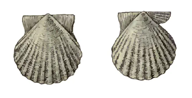 Specimen of Antillipecten alumensis figured by Dall (1898, pl. 34, fig. 10 and 11); 8.5 mm in length.