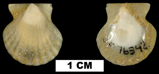 Antillipecten alumensis from the Early Miocene Chipola Fm. of Calhoun County, Florida (UF 76342).