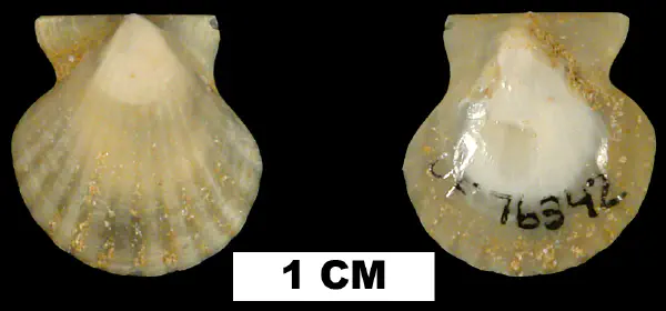 Antillipecten alumensis