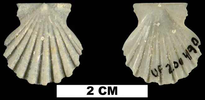 Antillipecten antillarum from the Middle Pleistocene Bermont Fm. of Palm Beach County, Florida (UF 200490).