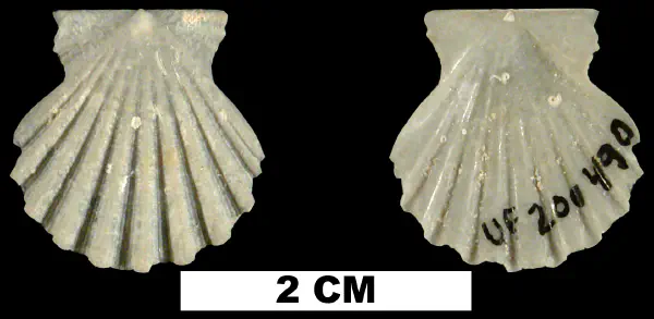Antillipecten antillarum
