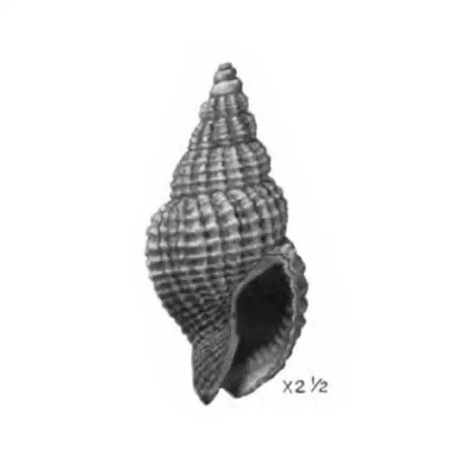 Specimen of Antillophos dictyola figured by Gardner (1944, pl. 50, fig. 17); 15 mm in length.