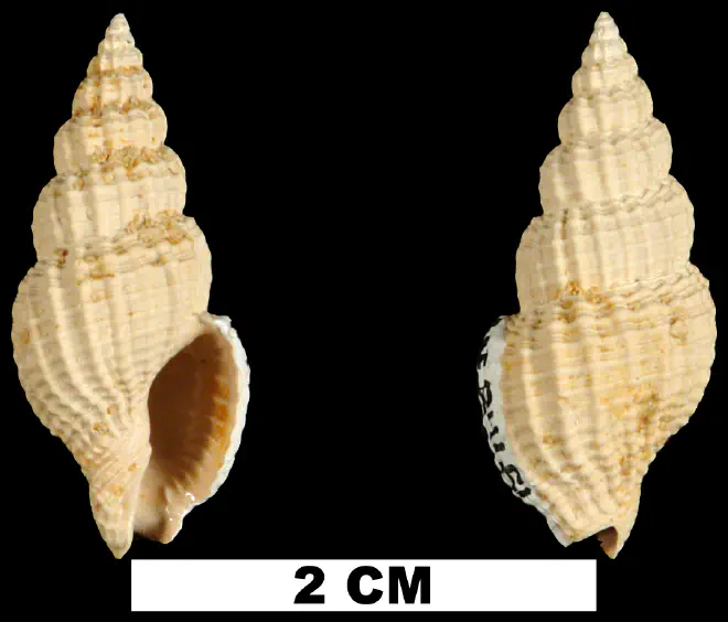 Antillophos dictyola from the Early Miocene Chipola Fm. of Calhoun County, Florida (UF 84651).