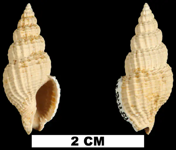 Antillophos dictyola