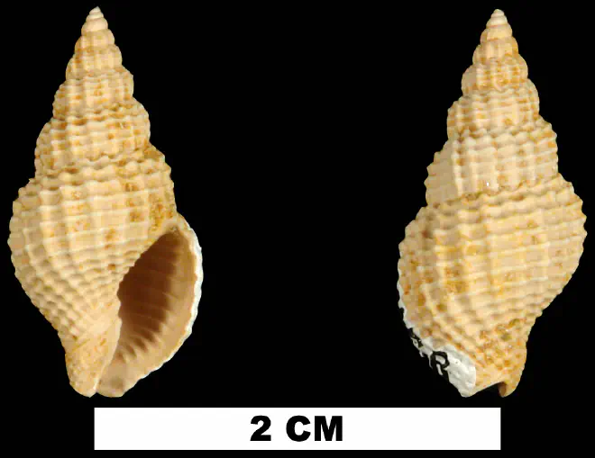 Antillophos dictyola from the Early Miocene Chipola Fm. of Calhoun County, Florida (UF 91458).
