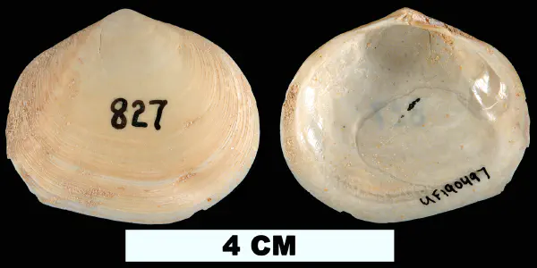 Apolymetis chipolana