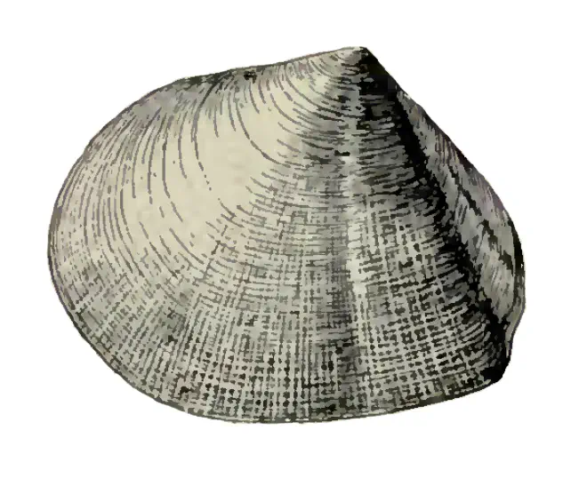 Specimen of Apolymetis chipolana figured by Dall (1900, pl. 47, fig. 21); 44.0 mm in length.