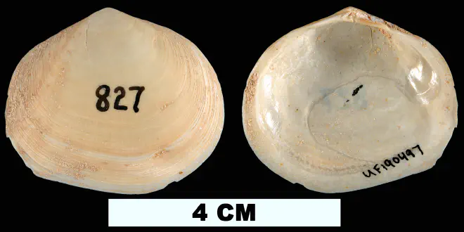 Apolymetis chipolana from the Early Miocene Chipola Fm. of Calhoun County, Florida (UF 190497).