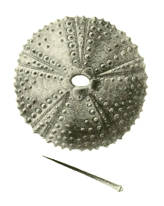 Figure of fossil of Arbacia punctulata.