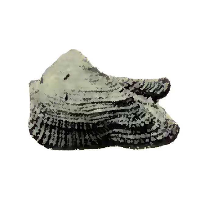 Specimen of Arca aquila figured by Heilprin (1886, pl. , fig. 31); 1.25 in. in length.