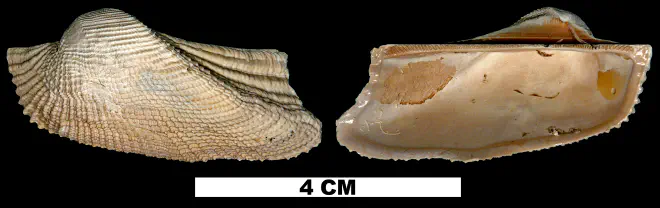 Arca aquila from the Pleistocene (formation unknown) of Glades County, Florida (UF 47029).