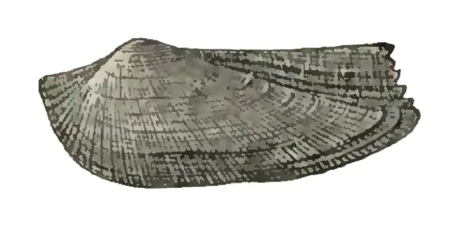 Specimen of Arca paratina figured by Dall (1898, pl. 33, fig. 14); 28 mm in length.