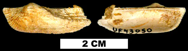 Arca paratina from the Early Miocene Chipola Fm. of Calhoun County, Florida (UF 43050).