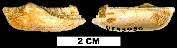Arca paratina
