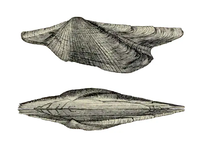 Specimen of Arca wagneriana figured by Dall (1898, pl. 39, fig. 6 and 7); 12.7 mm in length.