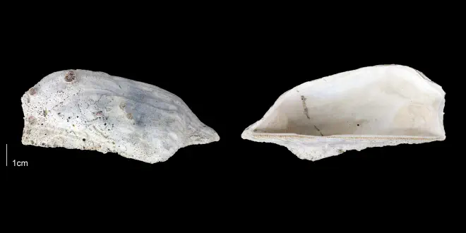 Arca wagneriana from the Late Pliocene Tamiami Fm. (Pinecrest Beds) of Sarasota County, Florida (PRI 70161).