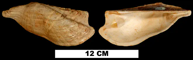 Arca wagneriana from the Late Pliocene (unknown formation) of Glades County, Florida (UF 5544).