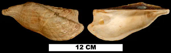 Arca wagneriana