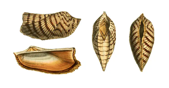 Specimen of Arca zebra figured by Swainson (1833, pl. 118).
