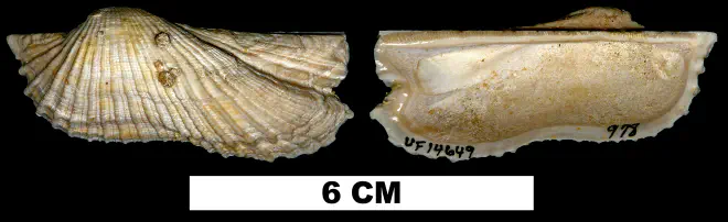 Arca zebra from the Middle Pleistocene Bermont Fm. of Palm Beach County, Florida (UF 14649).