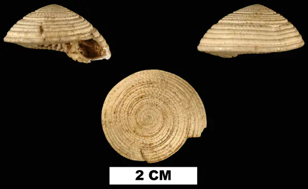 Architectonica chipolana