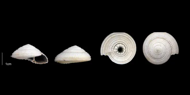 Architectonica nobilis from the late Pliocene Tamiami Fm. (Pinecrest Beds) of Sarasota County, Florida (PRI 70153).